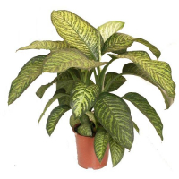 Диффенбахия купить