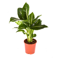 Діффенбахія 