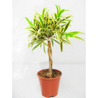 Драцена отогнутая 