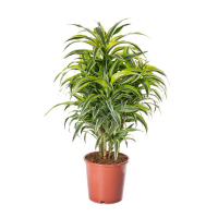 Драцена фрагранс Лемон Сюрприз купить