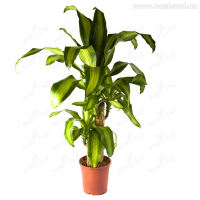 Драцена фрагранс 