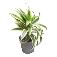 Драцена отогнутая 