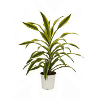 Драцена фрагранс 