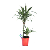 Драцена фрагранс Варнескі купить