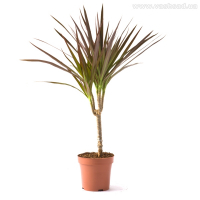 Драцена Биколор купить