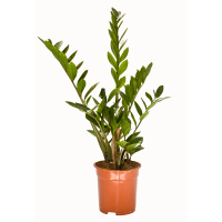 Замиокулькас замиелистный купить