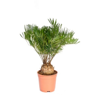 Замия купить