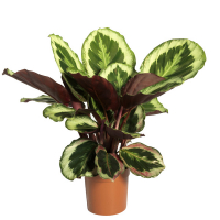 Калатея Медальон купить