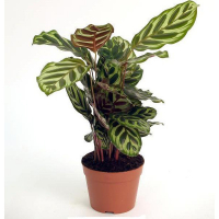 Калатея купить