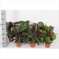 Калатея микс купить