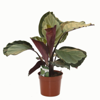 Калатея Геменг купить