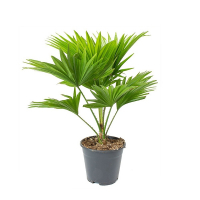 Ливистона круглолистная купить