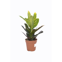 Кротон купить