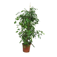 Фикус бенджамина Данита купить