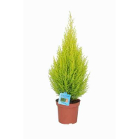 Купрессус макрокарпа Голдкрест Вилма купить