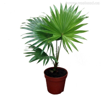 Ливистона круглолистная купить