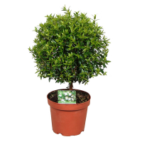 Мірт комуніс купить