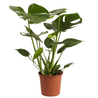 Монстера чудова купить