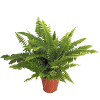 Нефролепис Бостон купить