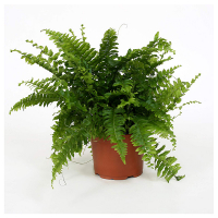 Нефролепис купить