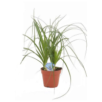 Ноліна вигнута купить