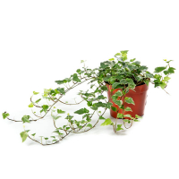 Плющ Хедера Хелікс купить