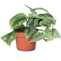 Сциндапсус Требі плямистий купить