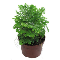 Селагинелла Мартенси Йори купить