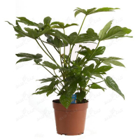 Фатсія купить