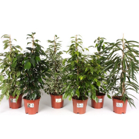 Фикус бенджамина микс купить