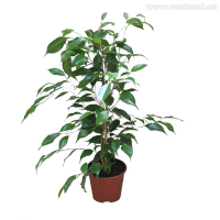 Фикус бенджамина Даниэль купить