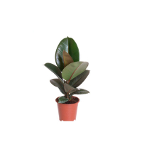 Фикус эластика Робуста купить