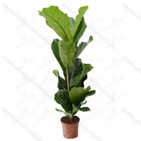 Фикус лировидный купить