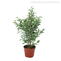 Фікус бенджаміну купить