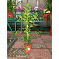 Фикус купить