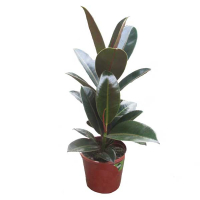 Фікус еластика Абіджан купить