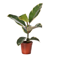 Фикус микс купить