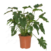 Филодендрон купить