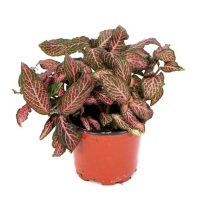 Фиттония микс купить