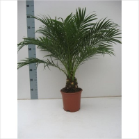 Феникс (финиковая пальма) купить