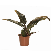 Филодендрон Imperial Red купить