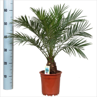 Феникс (финиковая пальма) купить