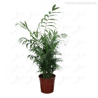 Хамедорея изящная купить