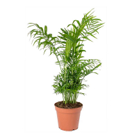 Хамедорея изящная купить