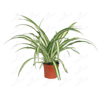 Хлорофитум купить