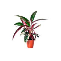 Строманта криваво-червона купить