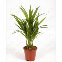 Хризалідокарпус купить