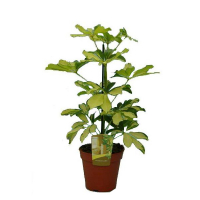 Шеффлера деревоподібна Меланія купить