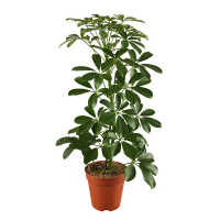 Шеффлера древовидная Нора купить