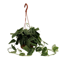 Сциндапсус купить